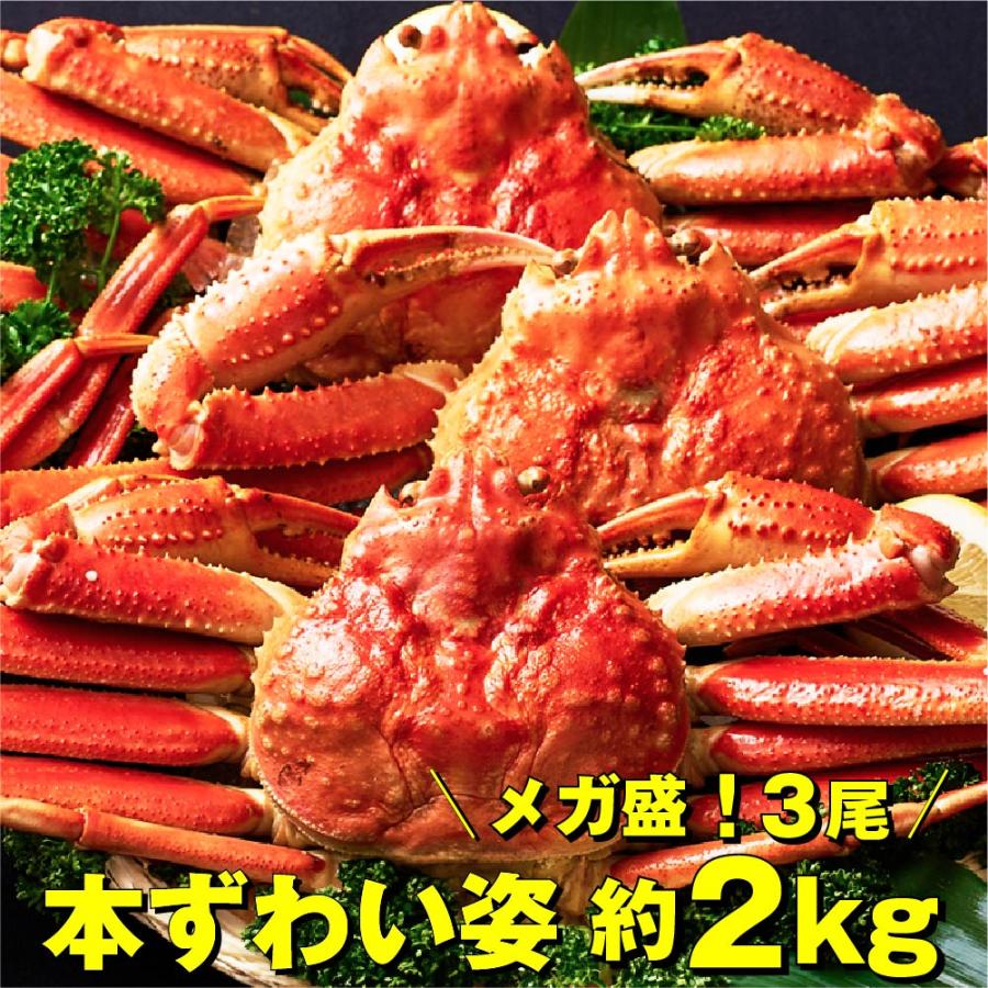 メガ盛り約2kg 本ズワイガニ 姿 800g 3尾 特大 ズワイ蟹 ボイル カニ かに 海鮮 ギフト 札幌中央卸売市場 グルメ お取り寄せ お歳暮 御歳暮 クリスマス