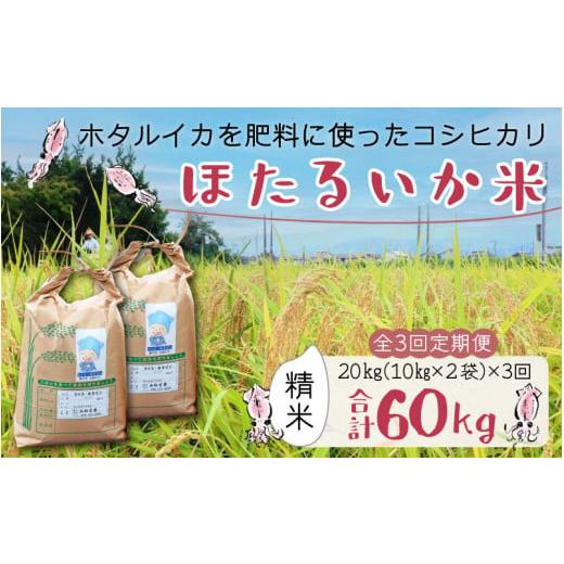 ふるさと納税 富山県 滑川市 ほたるいか米（精米20kg）×3回 計60kg