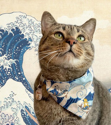 安全項圈貓項圈狗狗圍巾衝浪貓圖案