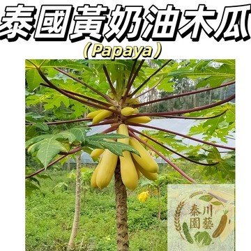 （泰國黃奶油木瓜種子）果肉金黃如奶油｜香甜綿密入口即化｜稀有雙重享受｜陽台盆栽果樹｜老饕首選#果菜類