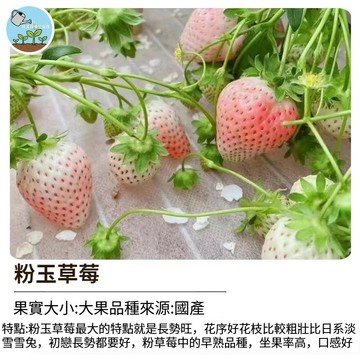 【夢幻日本品種】粉玉草莓種子 粉白草莓 水蜜桃香氣 稀有果苗 陽台盆栽 可食用 家庭種植 送禮自用 台灣現貨 栽培組