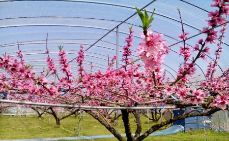 桃 先行予約 2024年 発送 錦の水蜜桃 2kg 約5玉～8玉 もも モモ フルーツ 果物 デザート 配送不可：離島