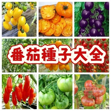 🔥番茄種子大全 FQ 2 超甜爆汁 小番茄 易種植 產量高 易栽好活 可盆栽 西紅柿種子~盆栽蔬菜種子 #tomato🍅