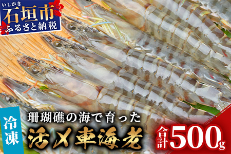 車えび500g25尾 ～ 33尾 沖縄県 石垣島 石垣市 クルマエビ くるまえび SサイズBE-5