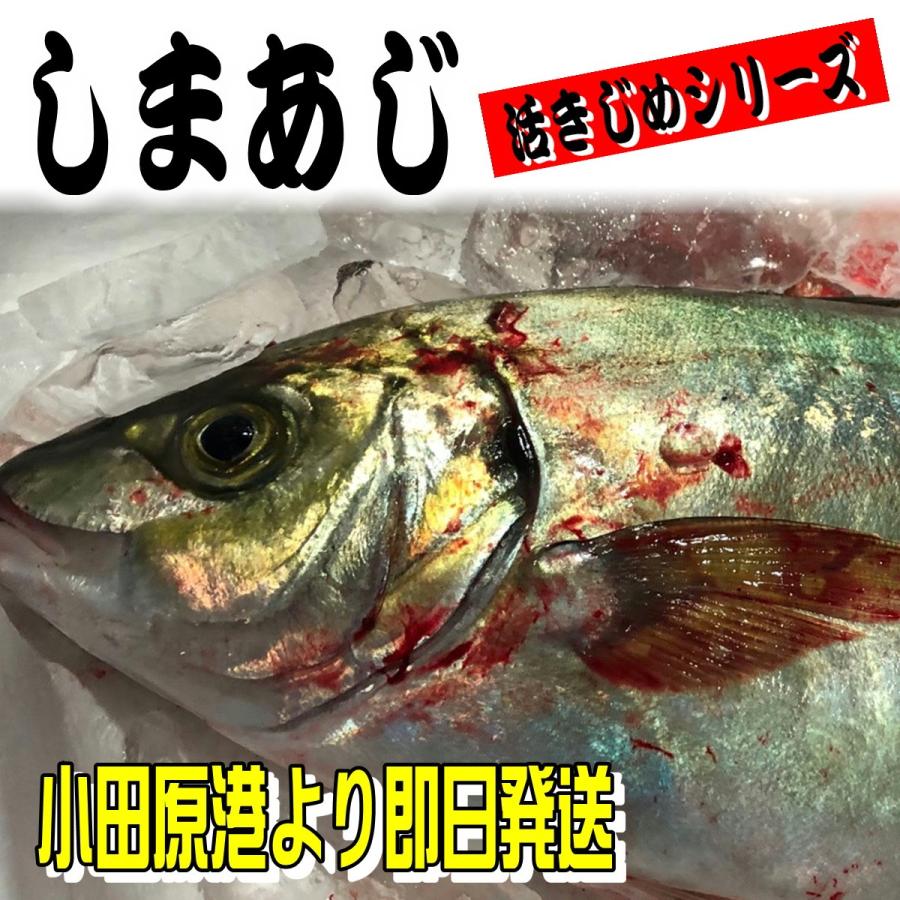 しまあじ 活き締め 約1.2ｋｇ 刺身用 生食用  鮮度重視、旨味が違います 