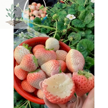 青禾園藝（初戀の香草莓種子）CM-21日本白草莓種子~甜度高外表粉白 靜岡產~稀有品種~果實白色初戀白草莓種子