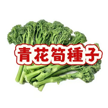 台灣青花筍種子 青花筍苗 青花筍仔 可收側芽 家庭蔬菜 陽台盆栽 四季可種 好種易活 鮮甜爽脆 自種安心 產銷履歷 春播