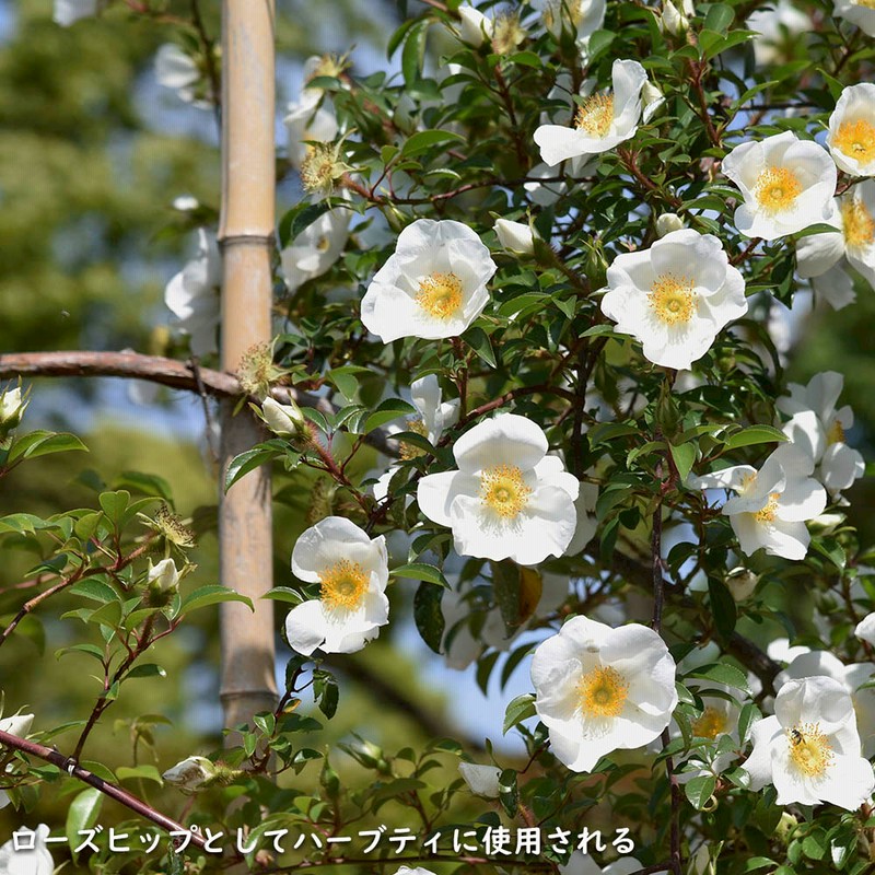 ナニワノイバラ 9.0cmポット 10個 苗 | LINEブランドカタログ