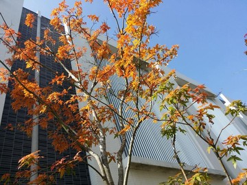 沙鹿藍線捷運｜超大5間套房｜雙車位電梯別墅｜台中市沙鹿區六路十街