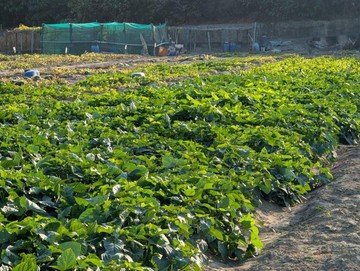 彌陀區樂活田園．一般農業區優質農地｜高雄市彌陀區南庄段