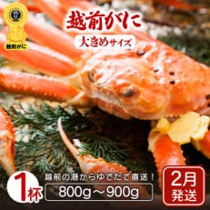 地元鮮魚店厳選 ≪浜茹で≫ 越前がに 大きめサイズ 1杯