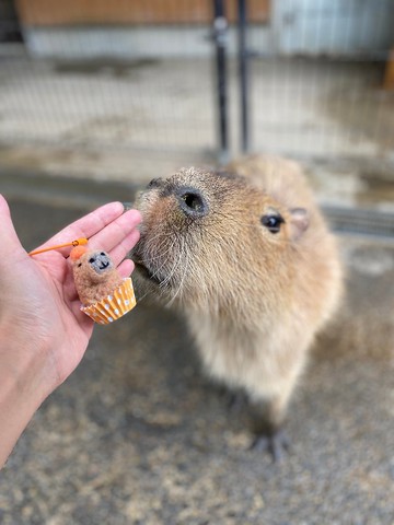 動物園羊毛氈杯子蛋糕  吊飾 磁鐵
