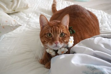 純手工小雛菊寵物項圈