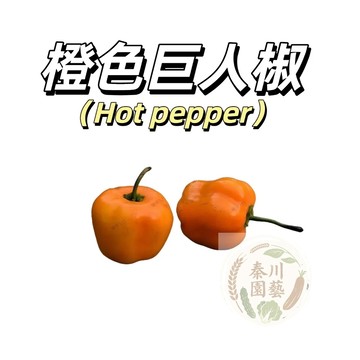 嘉義現貨（橙色巨人辣椒種子LJ-43）（微辣） Manzano又名Locoto~適合製作莎莎醬~高產耐寒耐熱果菜種子
