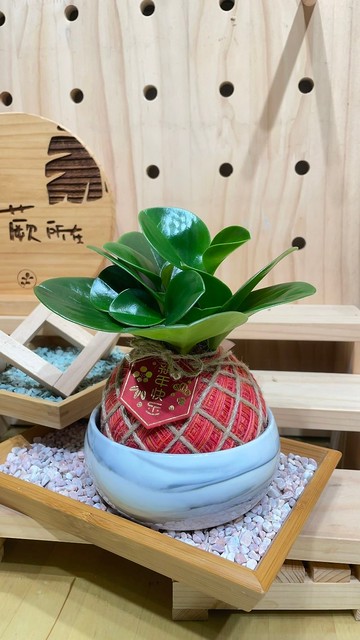 植蕨所在 圓葉椒草 水苔球 手工製作、開運植物、觀葉植物、