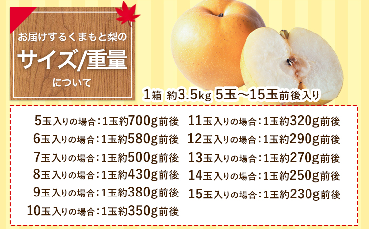 梨 幸水 豊水 くまもと梨 先行 果物 秋 旬 フルーツ ナシ なし 先行予約 送料無料 訳あり SDGs あきづき 甘太 新高 新興 約4.5kg-5kg 8玉～22玉前後 熊本県産 果物 《8月下旬‐11月中旬頃より順次発送》旬 果物 フルーツ お取り寄せ---fn_cngsnasir_h811_24_12000_5kg---