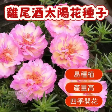 🌹雞尾酒太陽花種子 今年新籽 發芽率高 見土即活 花開爆盆 四季可播  新手易種易活 陽台庭院盆栽花卉種子