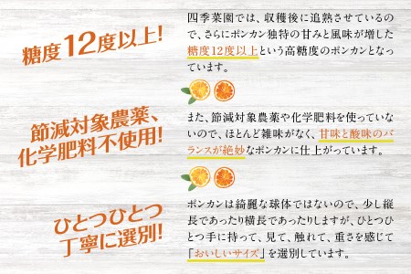 濃厚な甘さと風味！くしもとポンカン L～2Lサイズ 10kg  有機率100%肥料 