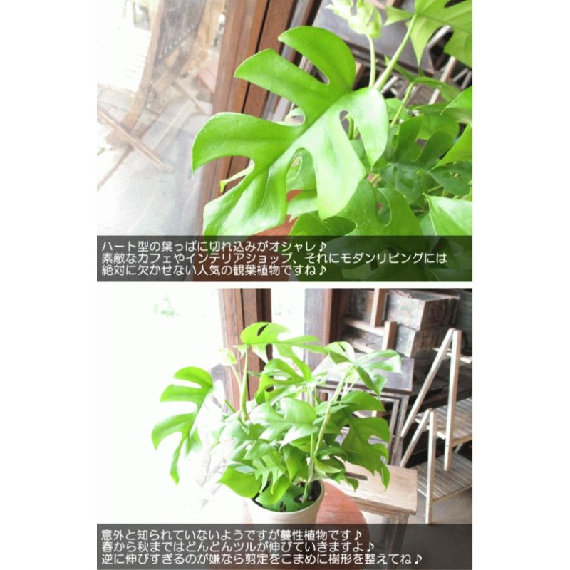 姫モンステラ ヒメモンステラ 5号鉢サイズ 鉢植え ペルツーサ 薫る花 観葉植物 おしゃれ インテリアグリーン アジアンテイスト 小型 ミニ |  LINEブランドカタログ