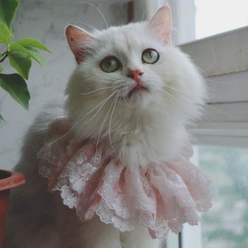 花貓兒粉蝶寵物貓咪母小狗妹妹口水巾圍兜嘴軟伊麗莎白圈裝飾品