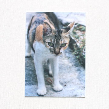 明信片-台灣野貓集-愛撤嬌小浪貓