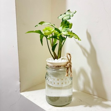 ☘️三王合果芋☘️合果芋是“天南星科”合果芋屬”常綠植物。