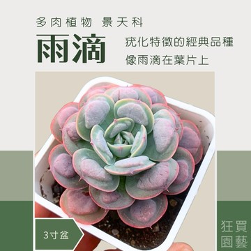 [狂買園藝] 多肉植物 雨滴 3寸盆 ☔️瘤化多肉的代表 /仙人掌/送禮小物/婚禮小物/