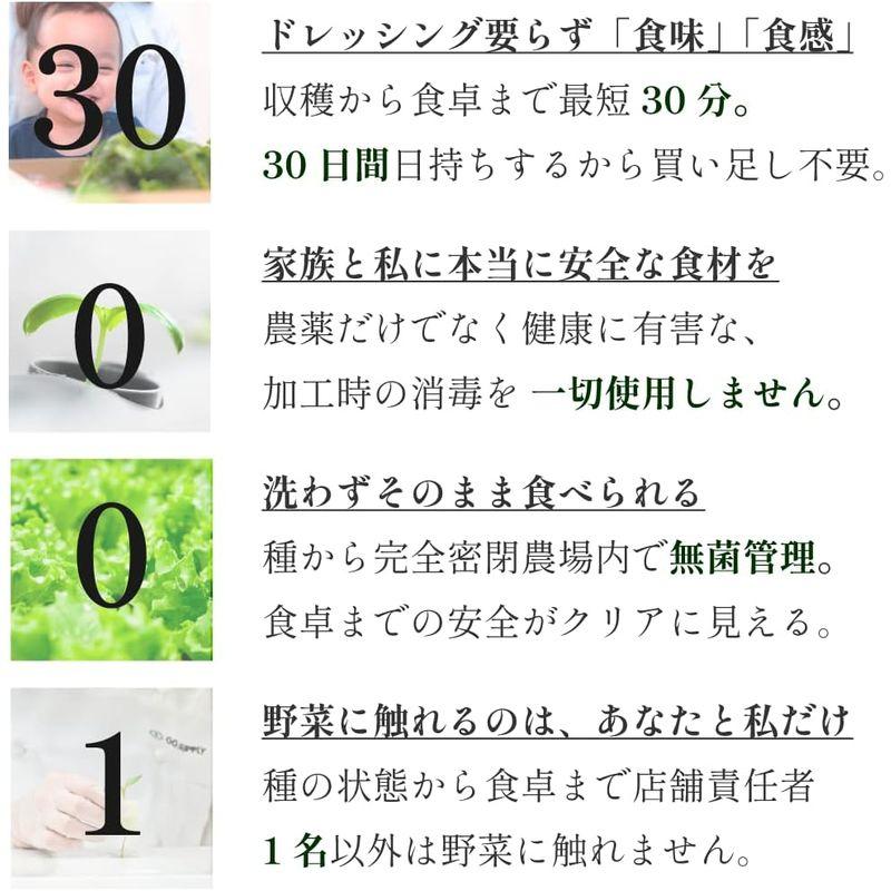 常備野菜５種詰め合わせ│ドレッシング要らず 一ヶ月日持ち 洗わずそのまま