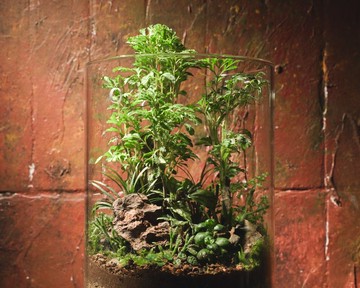 【生態缸－福氣滿庭】微景觀 室內植栽 禮物 辦公室擺設