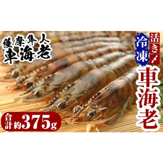 ふるさと納税 鹿児島県 霧島市 B-014 活き〆冷凍車海老「薩摩隼人車海老」合計約375g(約125g×3パック)霧島市 車エビ 刺身 調理 小分け