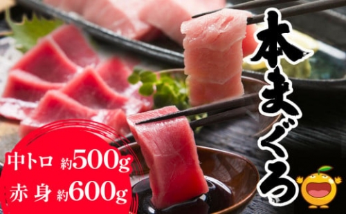 本マグロ まぐろ 中トロ 約500g・赤身 約600gセット 鮪 海鮮丼 刺し身 刺身 盛り合わせ 冷凍 魚の刺身 大分県産 九州産 津久見市 熨斗対応