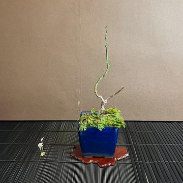 日本世界の圖梅∣小品梅花香氛盆栽 具花芽