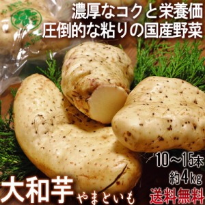 大和芋 やまといも 千葉県産 約4kg 10～15本 国産野菜 当店一押し商品！ 長芋を超える圧倒的な粘り！ とろろ蕎麦やご飯に最適！