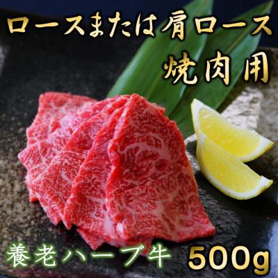 ふるさと納税 養老町 養老ハーブ牛　ロースまたは肩ロース　焼肉用　500g