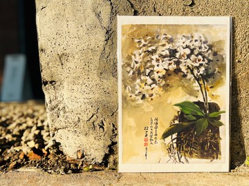 蘭花藝術微噴-阿嬤蘭