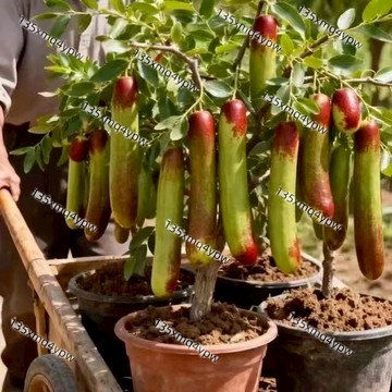 台灣現貨 長棗種子（100粒） 盆栽庭院水果種子 特大沾化冬棗矮化盆栽庭院地栽種植果樹種子 四季種植 多年生