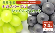 ぶどう 先行予約 長野市産 ナガノパープル ＆ シャインマスカット 食べ比べ セット 2～3房 約1.1kg 詰め合わせ シャイン マスカット ブドウ 葡萄 フルーツ 果物 巨峰 デザート 信州 2024年秋発送