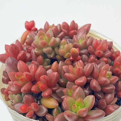その他多肉植物 Cranky 多肉植物 sbグラプトペタルム ばらまきトップアンドスター 多肉