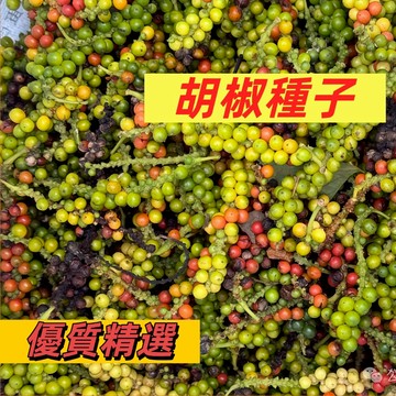 （現貨速發）野生山胡椒樹種子 果樹籽 木姜子香料 山倉子木姜子配料 黑胡椒 白胡椒 四季播種 食用香料#辛香類