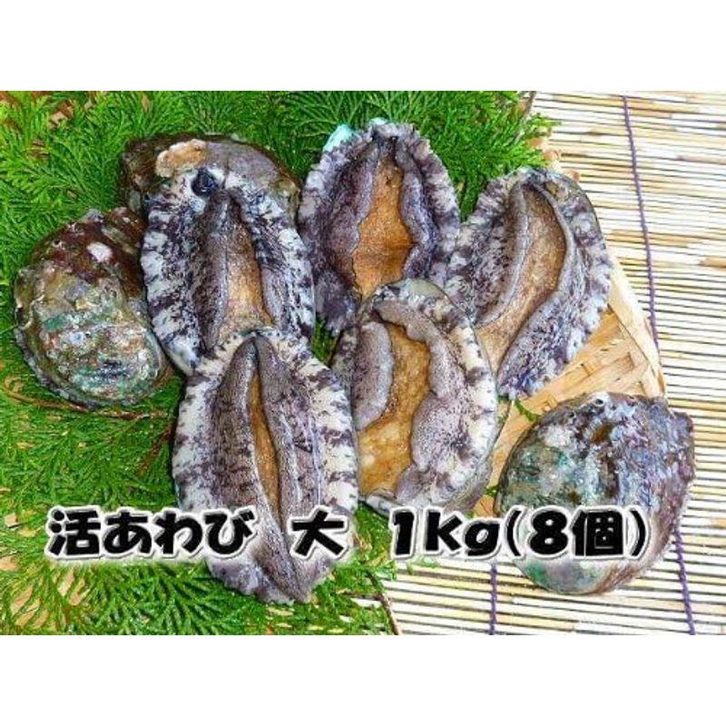 活蝦夷あわび 大 1ｋｇ（８個） 養殖