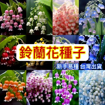現貨 鈴蘭花種子（250粒）濃香型花卉綠植 陽台室內 易養易活 室內花卉 多年生 耐寒植物 四季開花 花卉種子 多年生