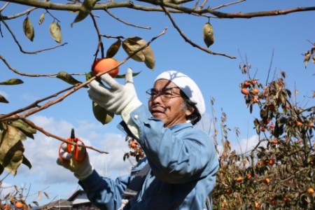 一心農園の富有柿　家庭用　約1.8㎏