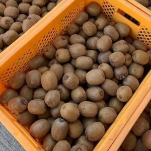 和歌山産　キウイフルーツ　約1.2kg　秀品