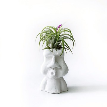 (限量) 捲葉小精靈 空氣鳳梨 搭配O嘴摩艾水泥盆器