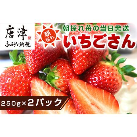 ふるさと納税 『予約受付』唐津産 いちごさん 250g×2パック(合計500g) 濃厚いちご 苺 イチゴ 果物 フルーツ 佐賀県唐津市