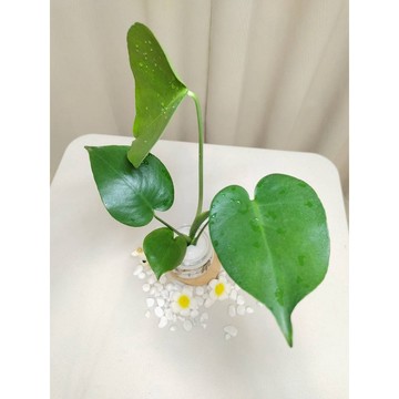 《Kamata🌈》☘️龜背竽☘️電信蘭 室內植物 水耕盆栽 綠化植物~另售「裸株」
