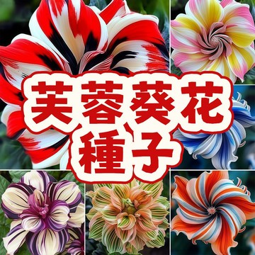 臺灣專售 芙蓉葵花種子 多年生 耐熱開花 大朵花卉 觀賞花種 庭院陽臺 易種植 花園美化 綠化植物 送禮自種 多花色可選