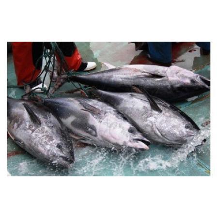 ふるさと納税 国産天然本マグロの赤身・中トロ・大トロセット 青森県深浦町