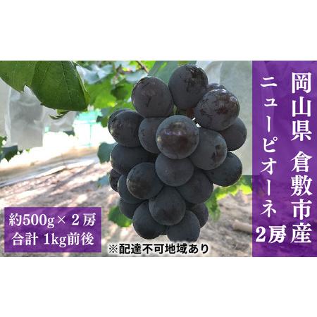 ふるさと納税  ぶどう 2024年 先行予約 ニュー ピオーネ 2房（1房500g前後） 産地直送 ブドウ 葡萄  岡山県産 国産 フルーツ 果物 ギフト たけま.. 岡山県倉敷市