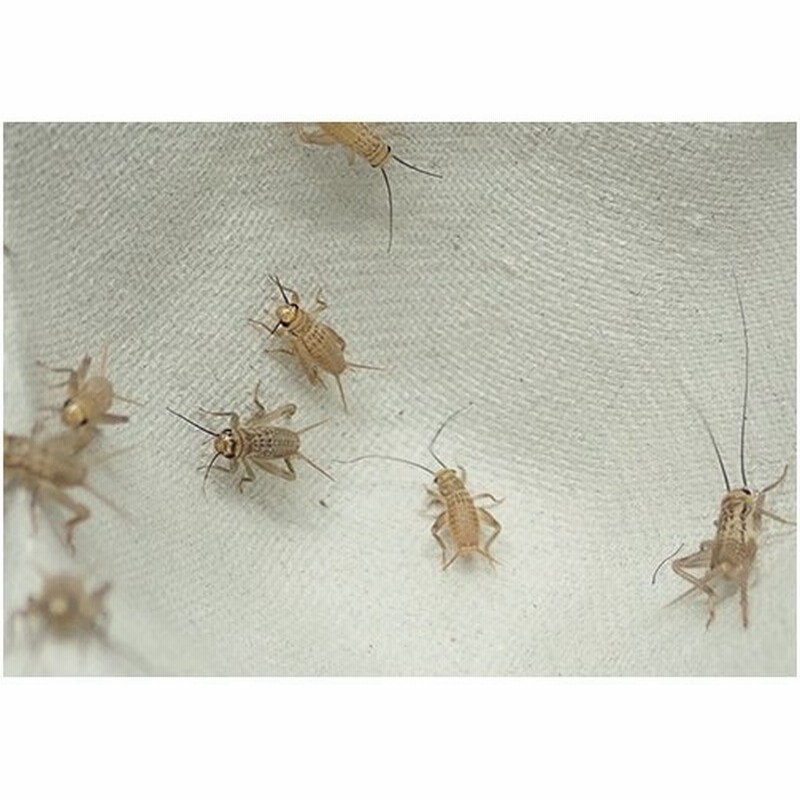 活餌 Ssサイズ50匹 ヨーロッパイエコオロギ 爬虫類 両生類 中 小型魚のエサ 通販 Lineポイント最大get Lineショッピング